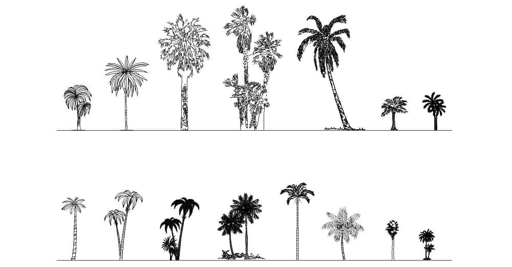 Palm Trees CAD Blocks – Free DWG 2D Plan and Elevation